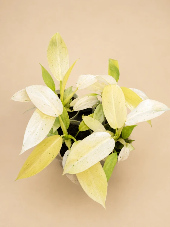 Philodendron 'Whipple Way' / Filodendron 'Whipple Way'