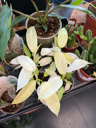 Philodendron 'Whipple Way' / Filodendron 'Whipple Way'
