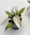 Philodendron 'Whipple Way' / Filodendron 'Whipple Way'