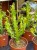 Euphorbia mayuranthanii DØ21cm PLASTELINA