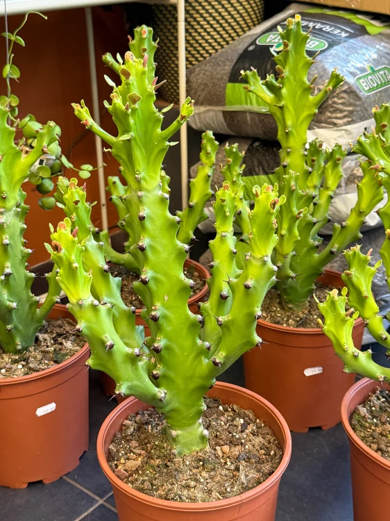 Euphorbia mayuranthanii DØ21cm PLASTELINA