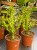 Euphorbia mayuranthanii DØ21cm PLASTELINA