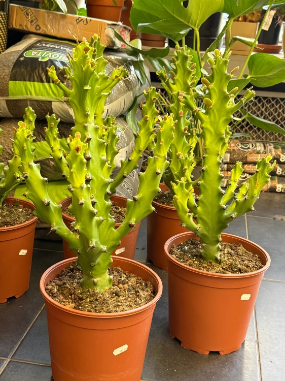 Euphorbia mayuranthanii DØ21cm PLASTELINA