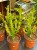 Euphorbia mayuranthanii DØ21cm PLASTELINA