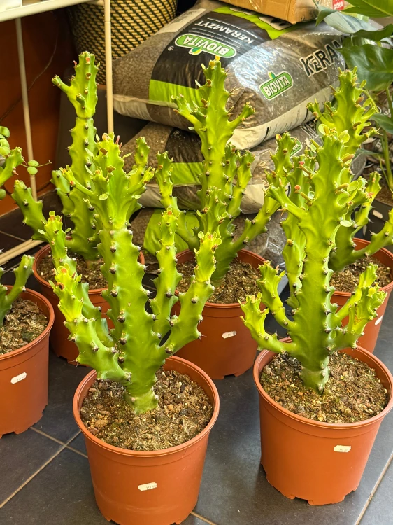 Euphorbia mayuranthanii DØ21cm PLASTELINA