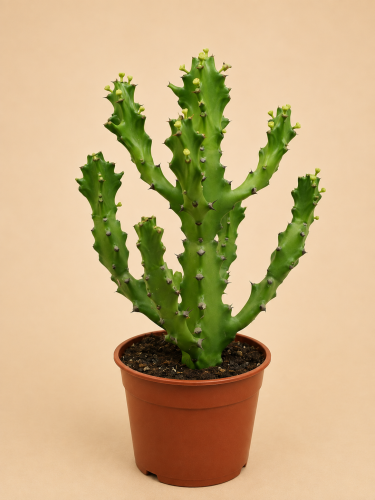 Euphorbia mayuranthanii DØ21cm PLASTELINA