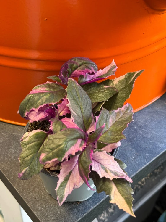 Gynura aurantiaca 'Variegata' / Ginura pomarańczowa Variegata