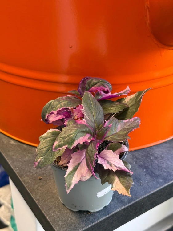 Gynura aurantiaca 'Variegata' / Ginura pomarańczowa Variegata