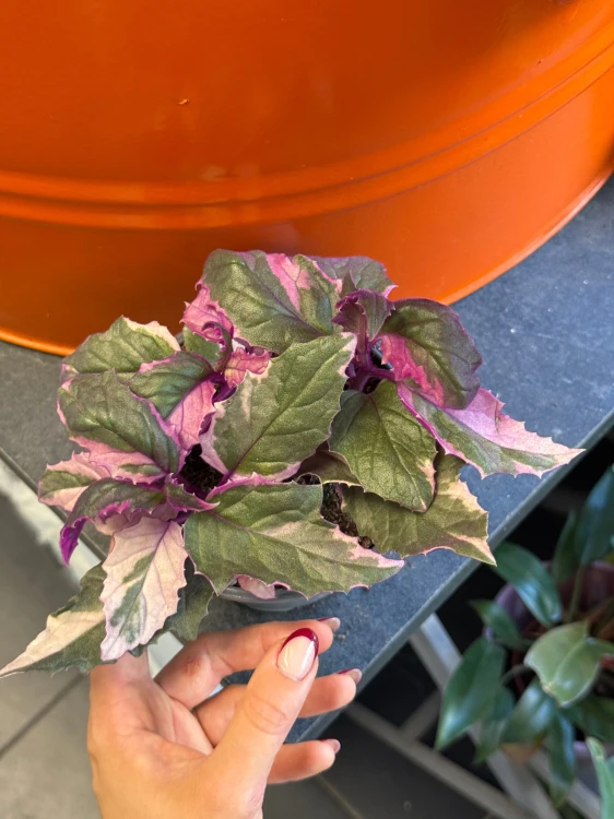 Gynura aurantiaca 'Variegata' / Ginura pomarańczowa Variegata