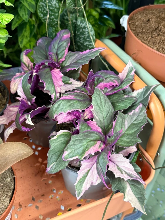 Gynura aurantiaca 'Variegata' / Ginura pomarańczowa Variegata