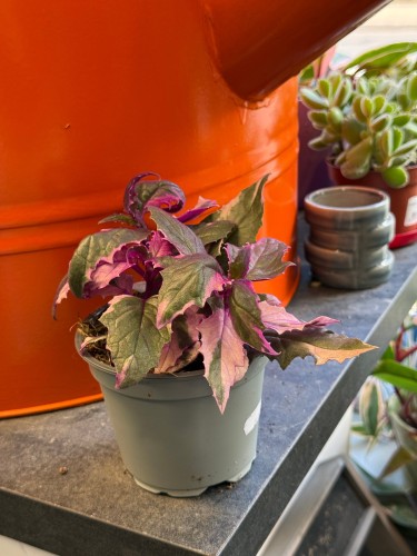 Gynura aurantiaca 'Variegata' / Ginura pomarańczowa Variegata