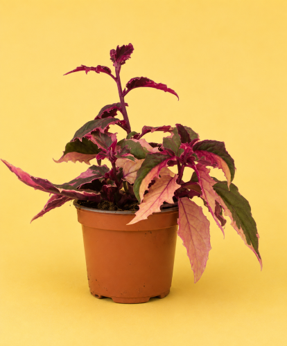 Gynura aurantiaca 'Variegata'