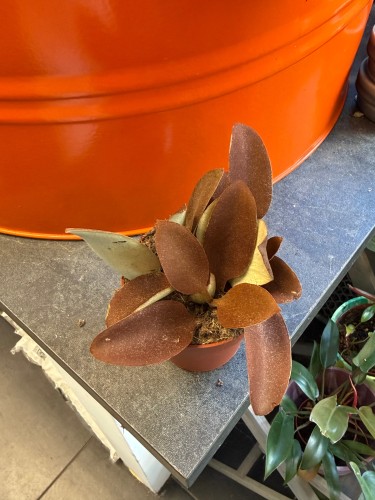 Kalanchoe orgyalis  Kalanchoe miedziane  Copper Spoons (2).jpeg