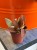 Kalanchoe orgyalis  Kalanchoe miedziane  Copper Spoons (3).jpeg