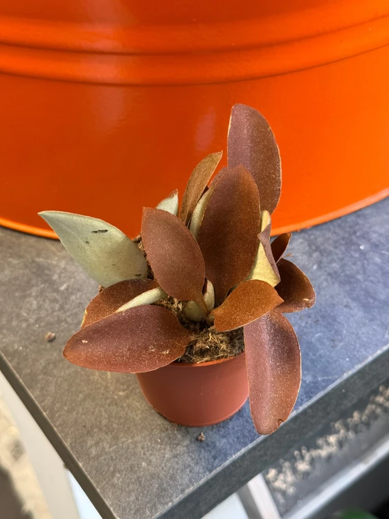 Kalanchoe orgyalis  Kalanchoe miedziane  Copper Spoons (4).jpeg
