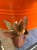 Kalanchoe orgyalis  Kalanchoe miedziane  Copper Spoons (1).jpeg
