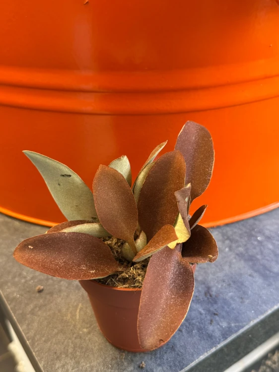 Kalanchoe orgyalis  Kalanchoe miedziane  Copper Spoons (1).jpeg