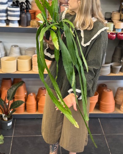 Epiphyllum ackermanii 'Red Tip' CZERWONE KWIATY