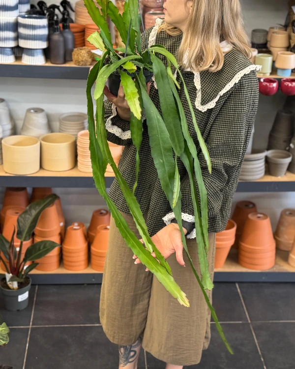 Epiphyllum ackermanii 'Red Tip' CZERWONE KWIATY