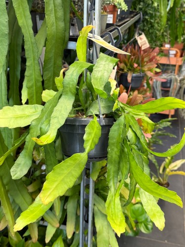 epiphyllum fruhlingsgold  (2).jpeg