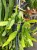 epiphyllum fruhlingsgold  (2).jpeg