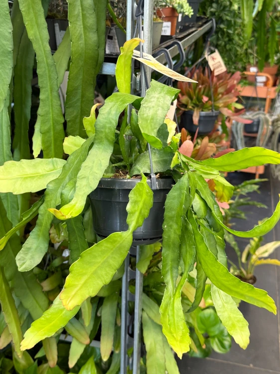 epiphyllum fruhlingsgold  (2).jpeg