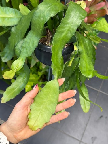 epiphyllum fruhlingsgold  (1).jpeg