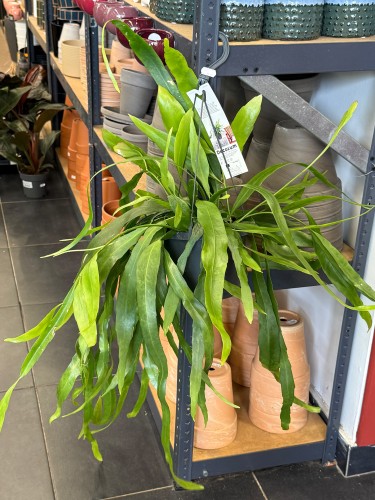 epiphyllum pumilum (5).jpeg