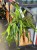 epiphyllum pumilum (5).jpeg