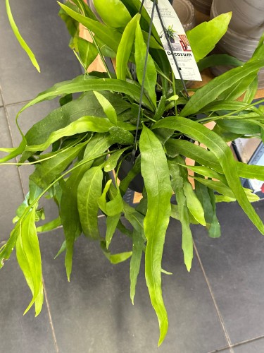 epiphyllum pumilum (4).jpeg