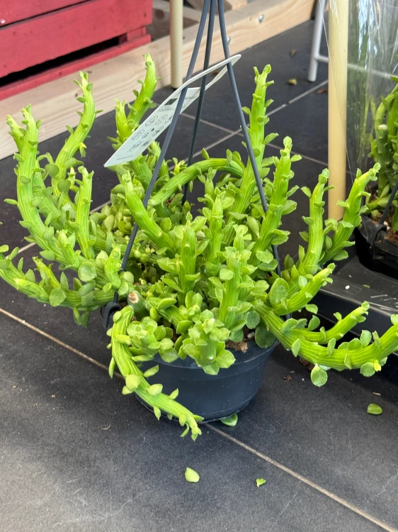 Euphorbia 'Ellen Beckii'  Wilczomlecz 'Ellen Beckii (2).jpeg
