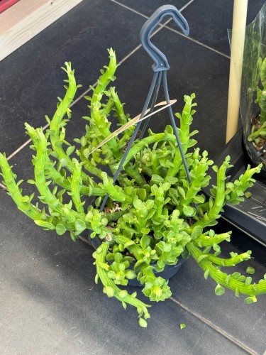 Euphorbia 'Ellen Beckii'  Wilczomlecz 'Ellen Beckii (1).jpeg
