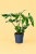 Philodendron 'Fun Bun' filodendron Dino Feet