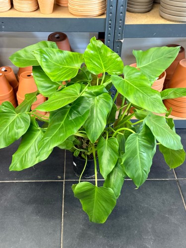 Philodendron Giganteum  filodendron DØ14cm