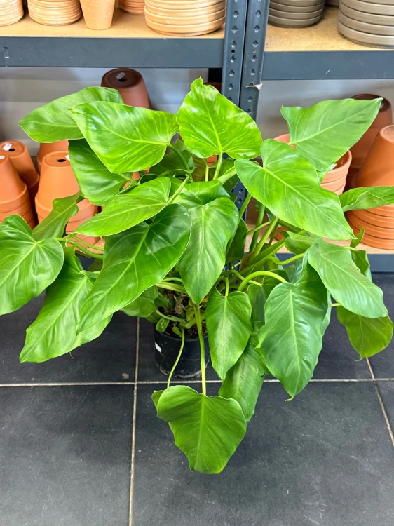 Philodendron Giganteum  filodendron DØ14cm