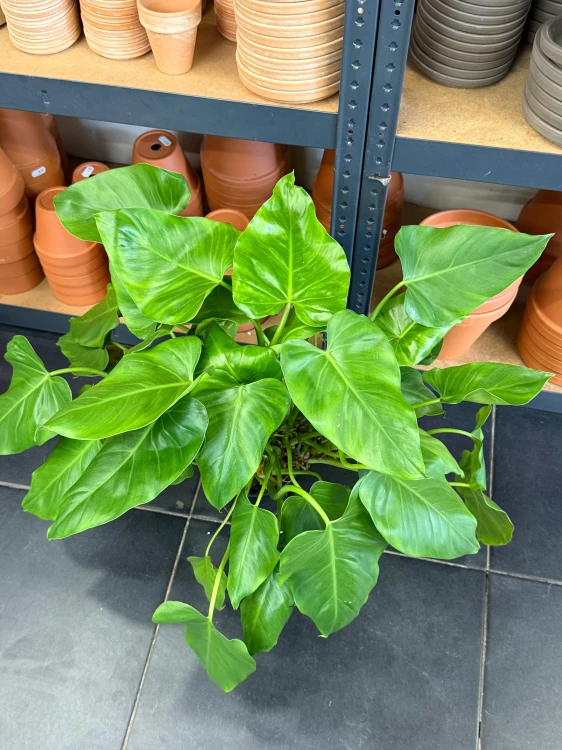 Philodendron Giganteum  filodendron DØ14cm
