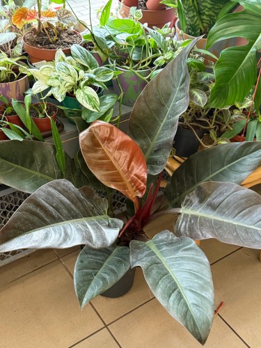 philodendron filodendron imperial red