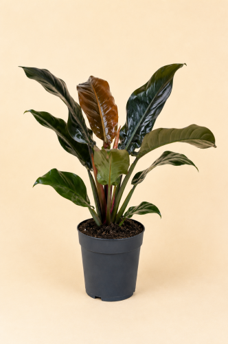 philodendron filodendron imperial red DØ19cm
