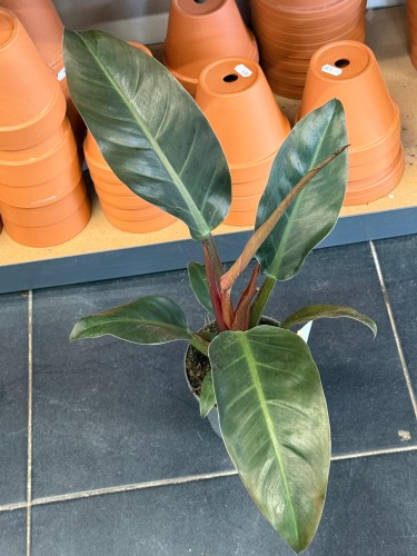 philodendron filodendron imperial red DØ19cm