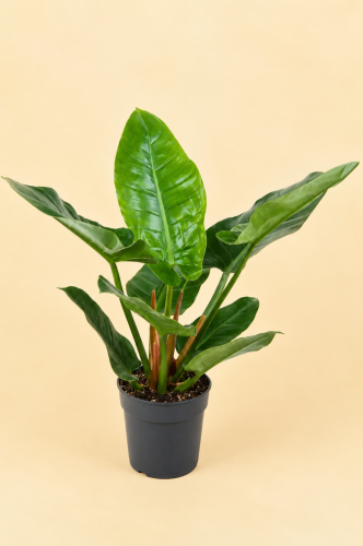 Filodendron | philodendron imperial green
