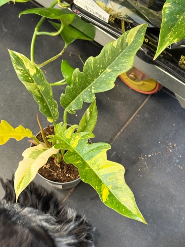philodendron ring of fire - filodendron DØ12cm