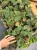 filodendron philodendron scandens micans