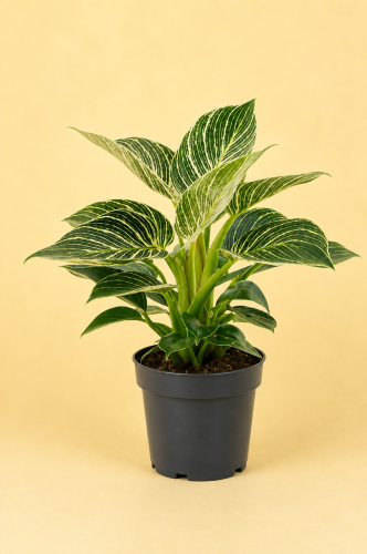 filodendron philodendron birkin