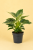 filodendron philodendron birkin