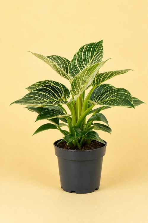 filodendron philodendron birkin