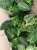 filodendron philodendron birkin