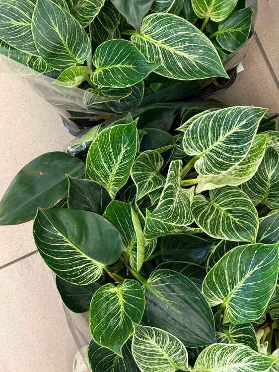 filodendron philodendron birkin