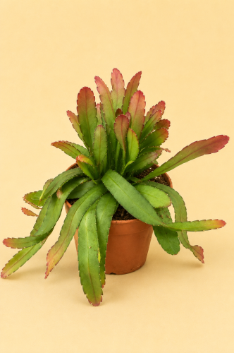 rhipsalis ramulosa red coral DØ12cm (