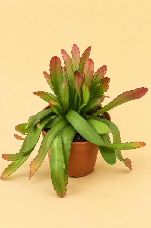rhipsalis ramulosa red coral DØ12cm (