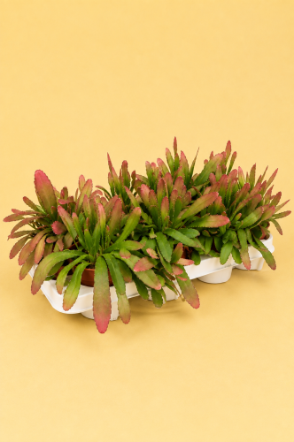 rhipsalis ramulosa red coral DØ12cm (